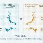 Vietnam Crypto Tax Exemption Categories: What You Need to Know